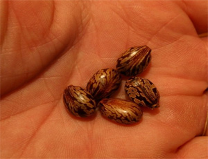 Comprehensive Castor Oil Report cover